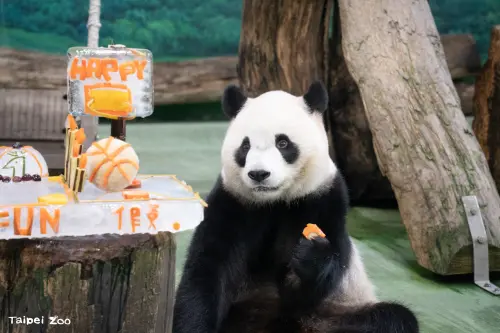 ▲台北市立動物園明星動物大貓熊「圓寶」歡度5歲生日，未來也要健健康康的持續長大哦！