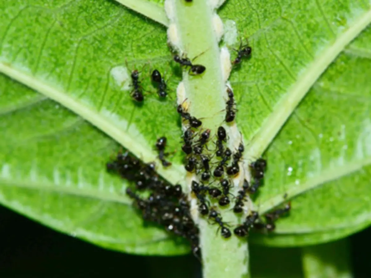 ▲家事達人分享實用的驅蟲秘招。（圖／農業部提供）