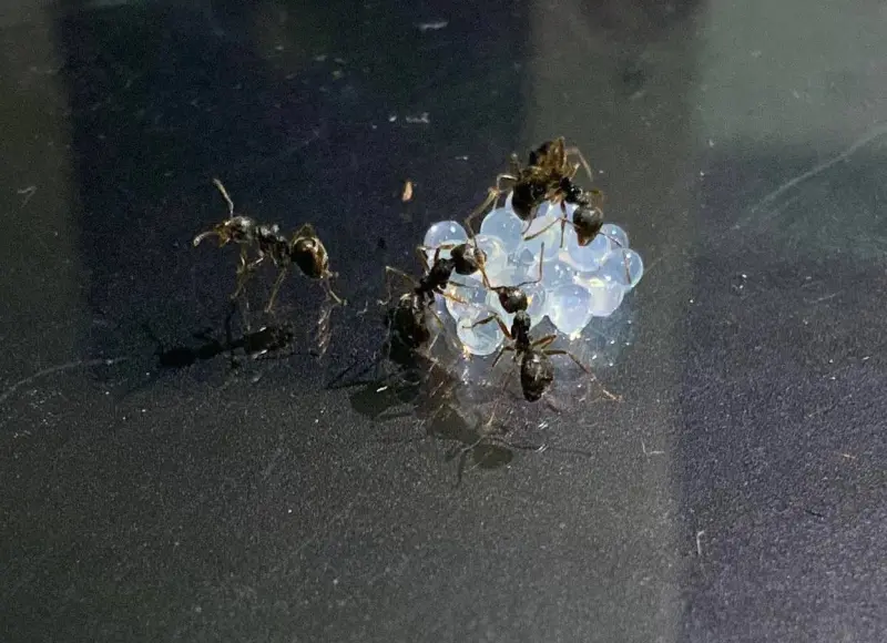 ▲台灣本土蟻「疣胸琉璃蟻」（又稱雙疣琉璃蟻）近期從農地大舉入侵住家，會咬人、噴蟻酸、破壞電器。（圖／彰化師範大學提供）