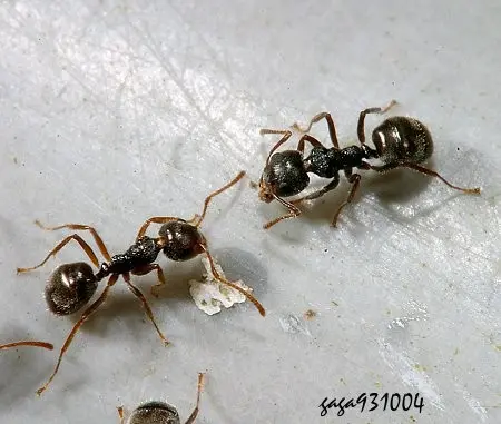 ▲「疣胸琉璃蟻」近期更往北擴展到苗栗、新竹,危害範圍達11縣市、35鄉鎮區。(圖/新北市農業局/嘎嘎昆蟲網提供) ▲「疣胸琉璃蟻」近期更往北擴展到苗栗、新竹,危害範圍達11縣市、35鄉鎮區。(圖/新北市農業局/嘎嘎昆蟲網提供)