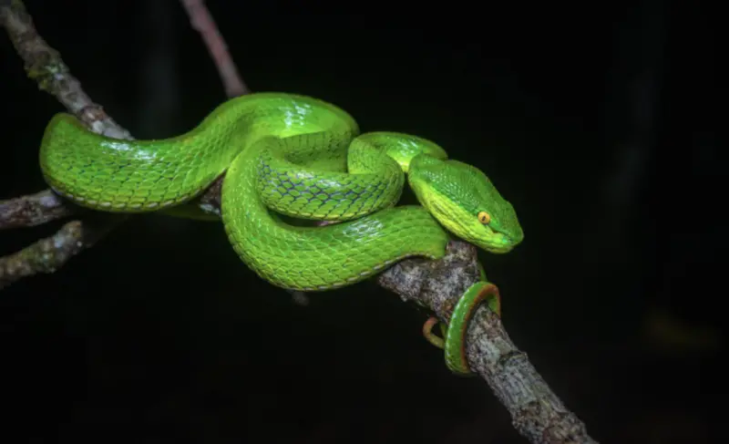 ▲白唇竹葉青蛇分布廣泛，常見於中國南方與東南亞地區，有劇毒，咬傷恐引發全身性出血性凝血異常。（圖／翻攝自泰國國家公園）