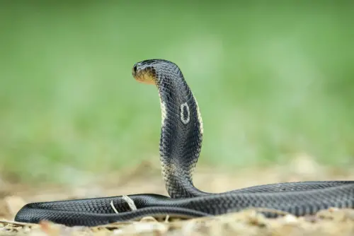 ▲眼鏡蛇是泰國最常見的毒蛇之一。（圖／翻攝自泰國國家公園）