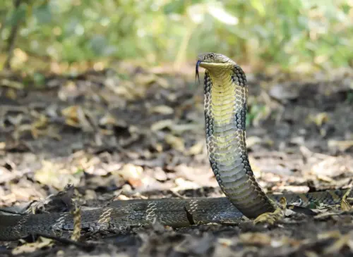 ▲眼鏡王蛇的體型為世界最長毒蛇。（圖／翻攝自泰國國家公園）