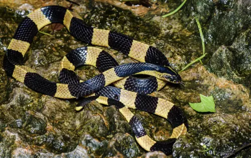 ▲金環蛇動作慢，攻擊性不強。（圖／翻攝自泰國國家公園）