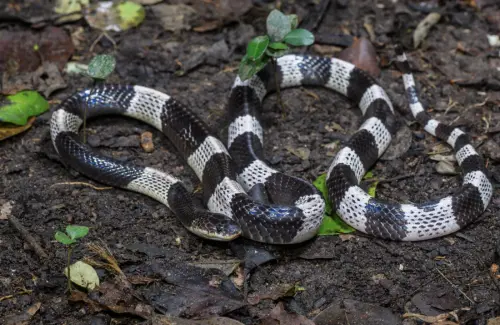 ▲馬來環蛇神經毒極強，是泰國常見且高風險的毒蛇之一。（圖／翻攝自泰國國家公園）