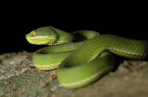 ▲白唇竹葉青經常出現在住宅區花園或靠水地帶。（圖／翻攝自泰國國家公園）