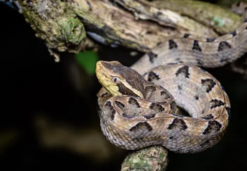 ▲馬來蝮蛇擅長偽裝於落葉與枯枝堆中，攻擊迅猛。（圖／翻攝自泰國國家公園）