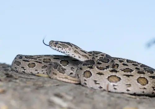 ▲山蝰全身覆蓋粗糙鱗片，毒牙長、毒性強，能高速出擊。（圖／翻攝自泰國國家公園）