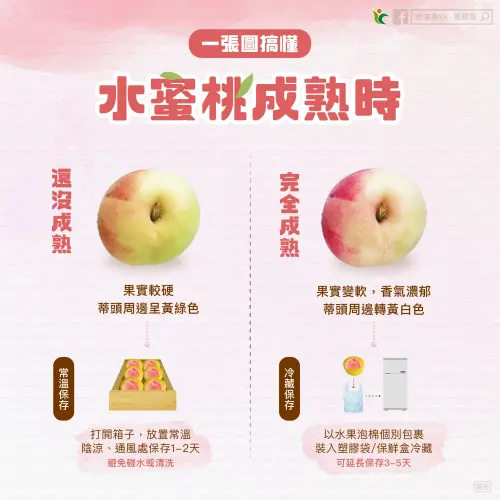 水蜜桃買回家要先放在陰涼通風處,成熟後再用廚房紙巾包裹放進冰箱冷藏。(圖/農糧署提供) ▲水蜜桃買回家要先放在陰涼通風處,成熟後再用廚房紙巾包裹放進冰箱冷藏。(圖/農糧署提供)