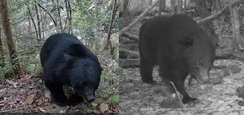 自達傳統獵人協會巡守路線上紅外線自動相機拍攝到黑熊出沒影像,比對臺中分署113年在大雪山國家森林遊樂區內自主監測相機拍攝到黑熊影像,黑熊右眼上方及鼻吻端同樣位置有明 ▲自達傳統獵人協會巡守路線上紅外線自動相機拍攝到黑熊出沒影像,比對臺中分署113年在大雪山國家森林遊樂區內自主監測相機拍攝到黑熊影像,黑熊右眼上方及鼻吻端同樣位置有明。(圖/林保署)