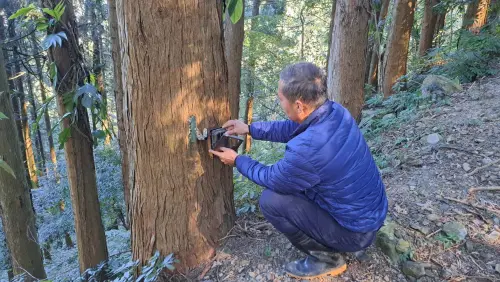 自達傳統獵人協會黑熊巡守隊進行紅外線自動相機維護工作 ▲自達傳統獵人協會黑熊巡守隊進行紅外線自動相機維護工作。(圖/林保署)