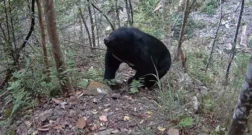 影／超珍貴畫面曝！台灣黑熊現身　獵人協會還拍到山羌、野豬
