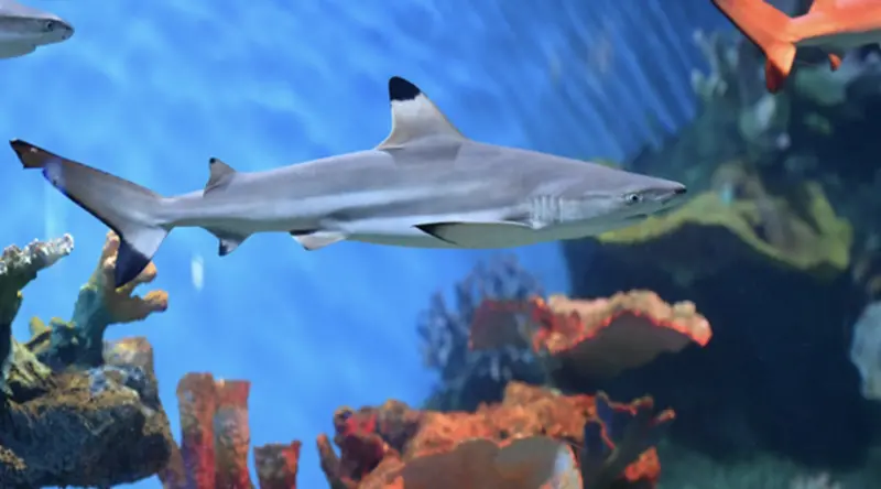 ▲帛琉「鯊魚城（Shark City）」讓遊客能近距離接觸黑鰭礁鯊。（圖／翻攝自X）