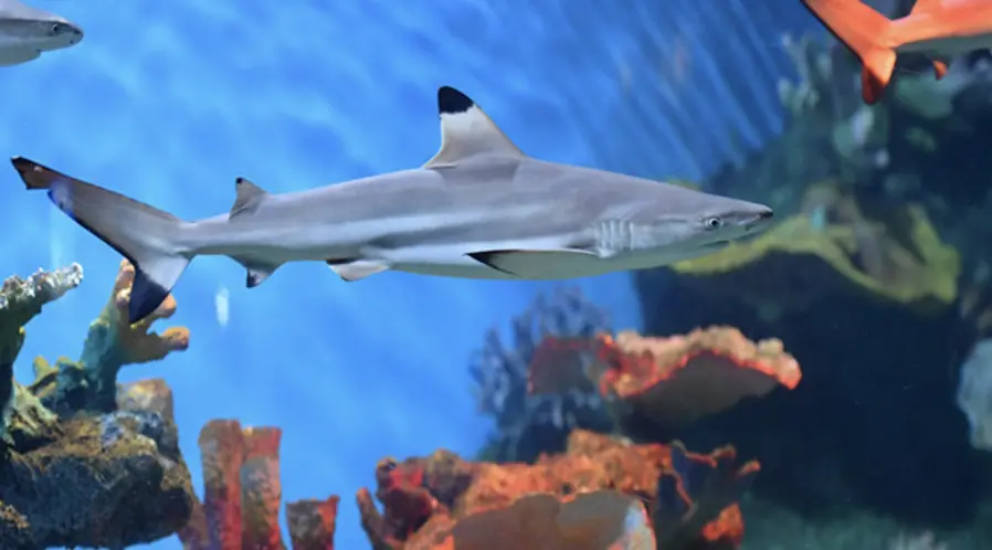 ▲帛琉「鯊魚城（Shark City）」讓遊客能近距離接觸黑鰭礁鯊。（圖／翻攝自X）