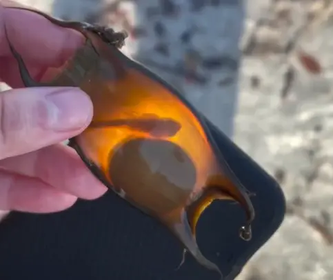 海邊撿到「美人魚的錢包」！1張臉從中探出 她目睹奇蹟誕生感動