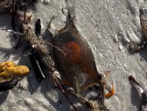 「美人魚錢包」是卵生鯊魚與魟魚常見的卵鞘,有堅硬的殼保護裡面的胚胎,通常會附著在海底岩石或海草上孵化,但有時也會鬆動漂流至海灘。(圖/IG@ecophotos) ▲「美人魚錢包」是卵生鯊魚與魟魚常見的卵鞘,有堅硬的殼保護裡面的胚胎,通常會附著在海底岩石或海草上孵化,但有時也會鬆動漂流至海灘。(圖/IG@ecophotos)