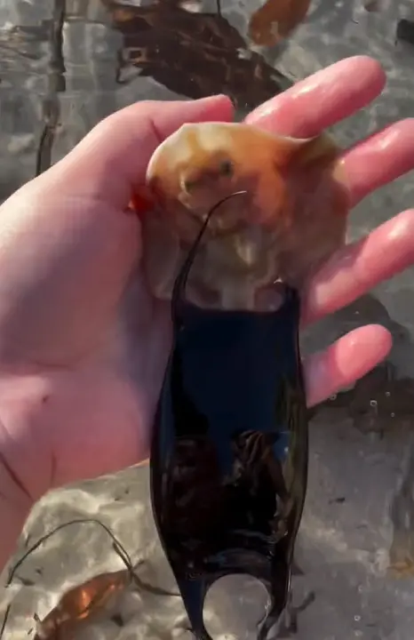 清鼻鰩幼崽誕生瞬間,瓦納親手將牠送回大海。(圖/IG@ecophotos) ▲清鼻鰩幼崽誕生瞬間,瓦納親手將牠送回大海。(圖/IG@ecophotos)