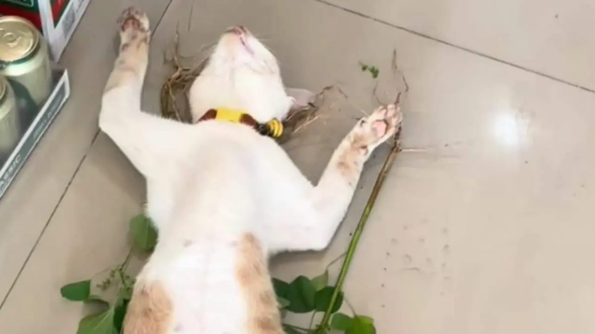 ▲泰國一隻店貓Taro，因為在店裡四處睡覺而爆紅。（圖／翻攝自TikTok）