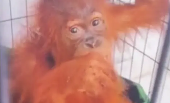 ▲泰國三名男子被發現走私印尼猩猩。（圖／翻攝自Bangkok Post）