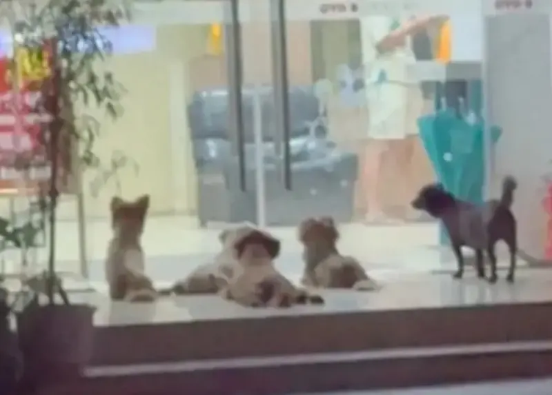 ▲大陸有網友目睹狗狗集體偷吹冷氣，但下秒一幕馬上感動不少人。（圖／翻攝搜狐）
