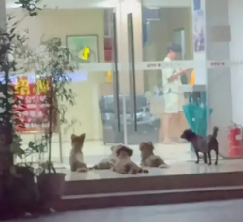 狗狗疑似因為天氣太熱,所以聚集在店門口偷吹門縫下的一點點冷氣。(圖/翻攝搜狐) ▲狗狗疑似因為天氣太熱,所以聚集在店門口偷吹門縫下的一點點冷氣。(圖/翻攝搜狐)