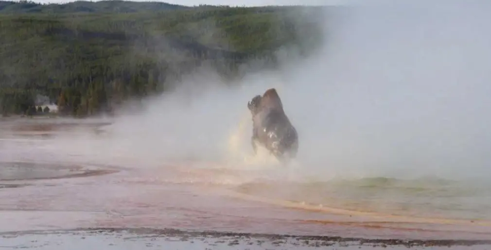 ▲近期在美國黃石公園，有遊客目睹野牛被自然威力吞噬。（圖／翻攝FB@Louise Howard）