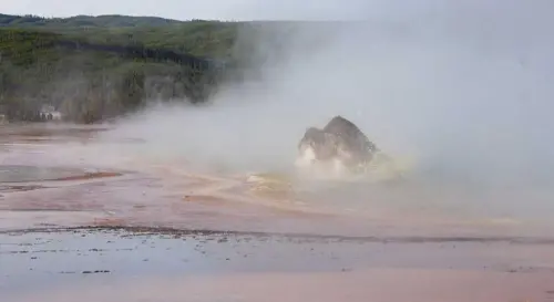 ▲野牛失足跌入溫泉內,僅過10秒就淪泉中亡魂。 ▲野牛失足跌入溫泉內,僅過10秒就淪泉中亡魂。