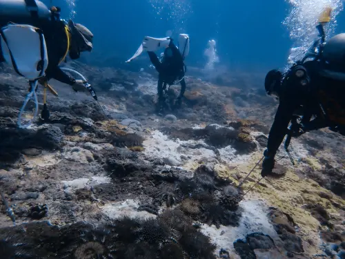 ▲海管處在春季棘冠海星聚集的時期積極投入清除作業（圖／東沙突棘隊林亮甫志工拍攝）
