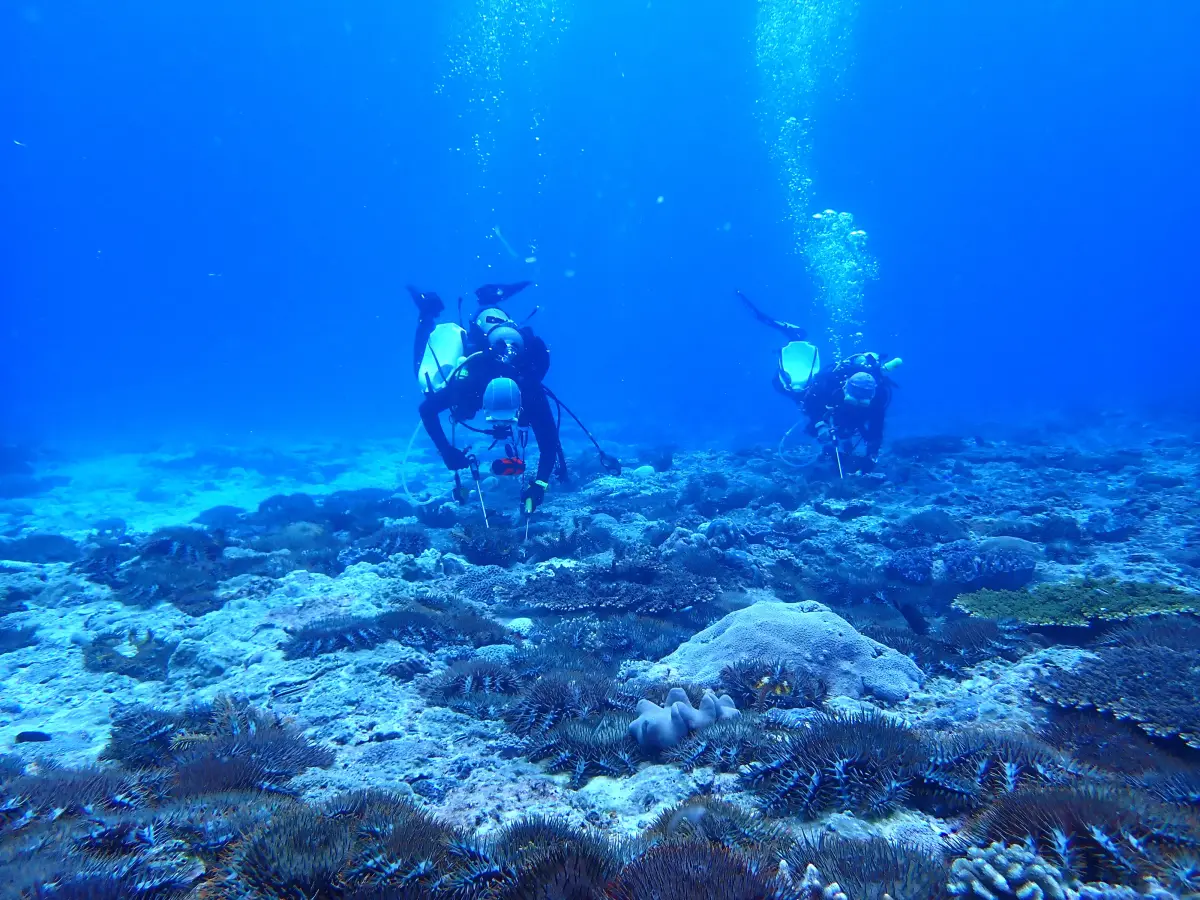 ▲海管處在春季棘冠海星聚集的時期積極投入清除作業。（圖／國家公園署）