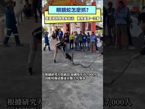 眼鏡蛇怎麼抓？泰國搜救隊現身說法　驚險畫面一次看｜NOWnews