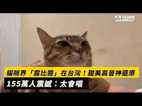 貓咪界「露比醬」在台灣！甜美高音神還原　155萬人震撼：太會唱｜NOWnews