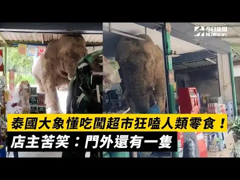 泰國大象懂吃闖超市狂嗑人類零食！店主苦笑：門外還有一隻｜NOWnews