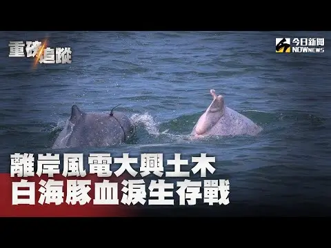 離岸風電犧牲了誰？白海豚血淚生存戰　監測14天變24小時　環團怒槓環境部　誰能替白海豚發聲？法官罕見判決｜NOWnews