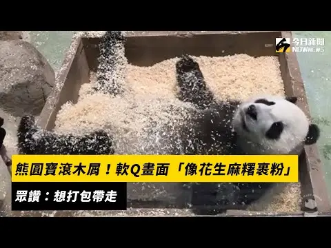 貓熊圓寶滾木屑！軟Q畫面「像花生麻糬裹粉」　眾讚：想打包帶走｜NOWnews