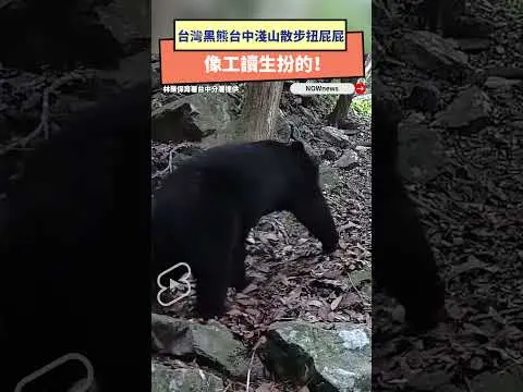 台灣黑熊台中淺山散步扭屁屁　像工讀生扮的！｜NOWnews
