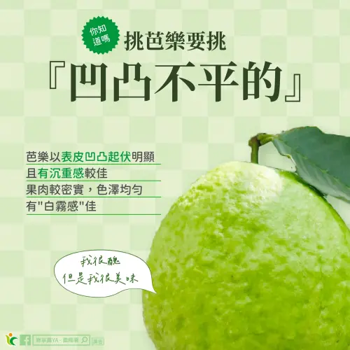▲芭樂建議挑選外型凹凸不平的，表皮翠綠有光澤、顏色均勻也是芭樂好吃的象徵。（圖／農糧署提供）