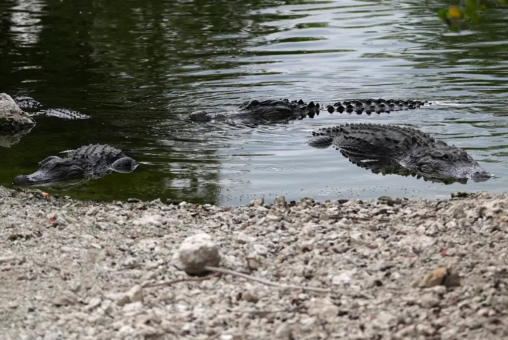 ▲佛州歐喬皮（Ochopee）大沼澤地區，新建了一座被稱為「鱷魚惡魔島」（Alligator Alcatraz）的移民拘留中心，蓋在鱷魚環繞的沼澤地中，藉此嚇阻關押在內的非法移民。雖然引發爭議，但美國總統川普非常滿意，將親自出席啟用儀式。（示意圖／美聯社／達志影像）