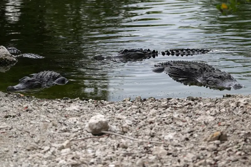 ▲佛州歐喬皮（Ochopee）大沼澤地區，新建了一座被稱為「鱷魚惡魔島」（Alligator Alcatraz）的移民拘留中心，蓋在鱷魚環繞的沼澤地中，藉此嚇阻關押在內的非法移民。雖然引發爭議，但美國總統川普非常滿意，將親自出席啟用儀式。（示意圖／美聯社／達志影像）