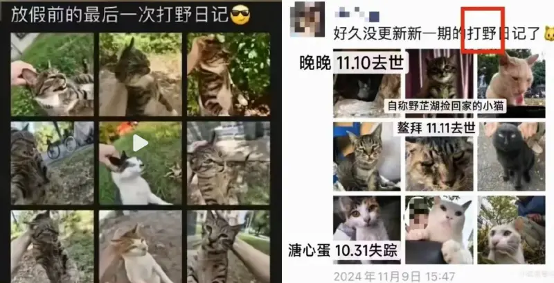 ▲中國華中農業大學2024年爆出虐殺流浪貓事件，虐貓犯蘇志鵬今年考公務員時，遭網友起底檢舉，當地人社局證實因道德品行問題，取消錄用資格。圖為蘇志鵬在社群發「打野日記」貼文，校內學生調查發現照片上浪貓遭到毒殺。（圖／翻攝自微博）