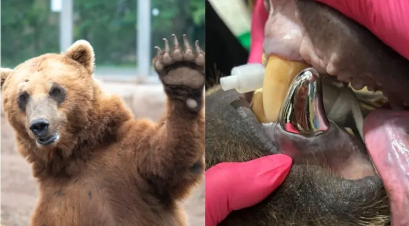 ▲美國明尼蘇達州杜魯斯市的蘇必略湖動物園（Lake Superior Zoo）近日為一頭阿拉斯加棕熊「坦德拉」（Tundra）戴上史上最大動物牙冠。（圖／Lake Superior Zoo FB）