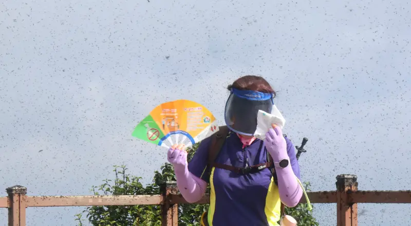 ▲韓國西仁川地區桂陽山步道6月30日布滿愛情蟲,登山客戴口罩、拿扇子驅趕。(圖/美聯社/達志影像)