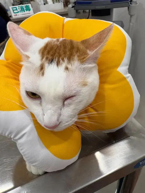 ▲謝京穎愛貓遭噴毒汁，眼睛過敏險失明。（圖／翻攝自謝京穎Threads）