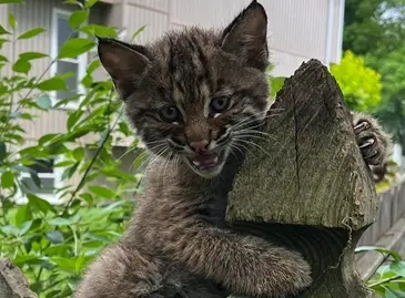 ▲有男子發現家門口有隻虎斑奶貓，好心讓牠進屋甚至打算收編，但牠就然不是貓！（圖／Lenexa Police Department）
