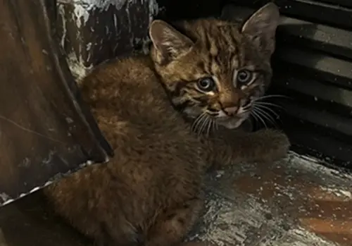 虎斑紋的小奶貓,跑到了一個男子家門口躲避風雨。(圖/Lenexa Police Department) ▲虎斑紋的小奶貓,跑到了一個男子家門口躲避風雨。(圖/Lenexa Police Department)