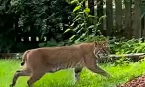 小奶貓的媽媽在隔天現身人類社區找孩子。(圖/Lenexa Police Department) ▲小奶貓的媽媽在隔天現身人類社區找孩子。(圖/Lenexa Police Department)