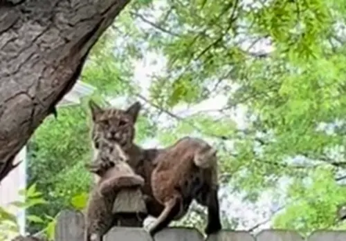 山貓一家團圓了。(圖/Lenexa Police Department) ▲山貓一家團圓了。(圖/Lenexa Police Department)
