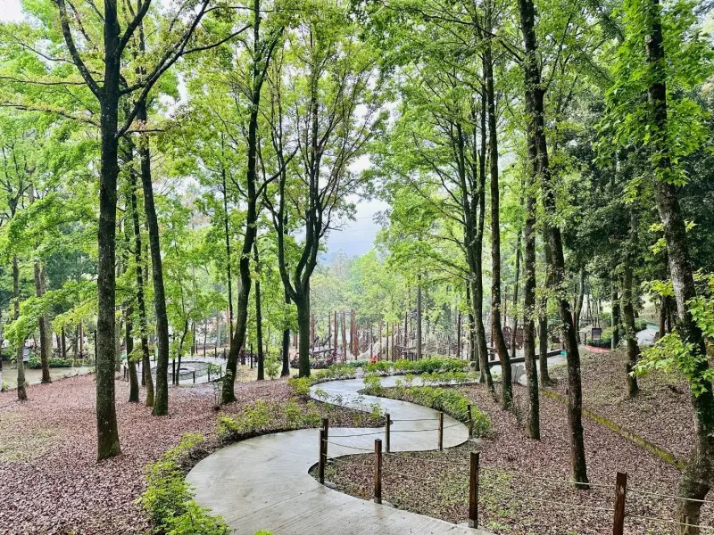 ▲東勢林場步道享受森林浴(圖／觀旅局提供2025.7.3)