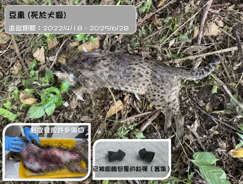 石虎豆棗遭浪犬攻擊致死！遺體解剖又見「2顆鉛彈」　一生太悲情
