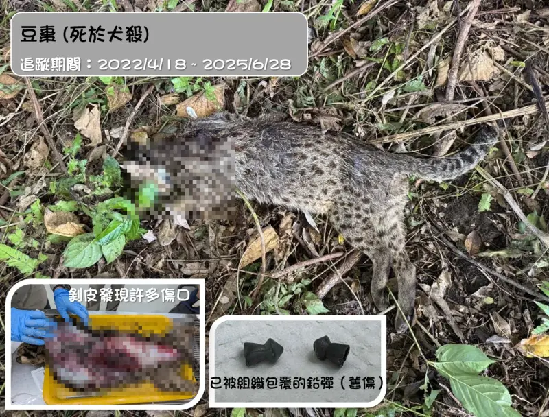 ▲知名石虎「豆棗」近期慘遭流浪犬攻擊致死，遺體內還發現了兩顆鉛彈。（圖／翻攝石虎保育大使 阿虎加油）