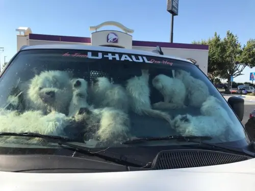 134小貓被關貨車！頂37度高溫「28隻死亡」69歲女疑私繁遭逮
